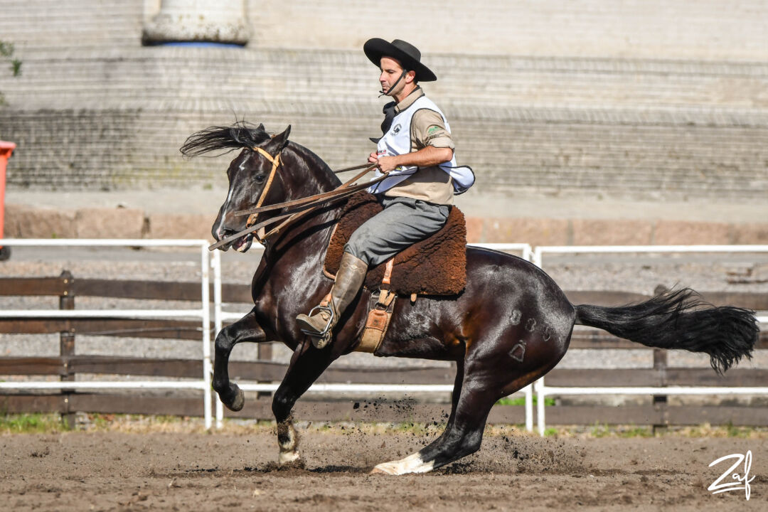 Freio de Ouro 2025: Uruguai realiza seletiva com 32 cavalos Crioulos e participação brasileira