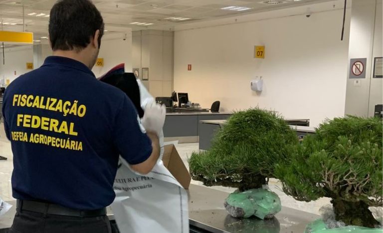 Bonsais importados do Japão irregularmente são apreendidos ao chegarem no Brasil