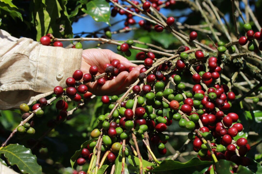 Conab prevê mais café conilon e menos arábica na safra 2025 no Brasil