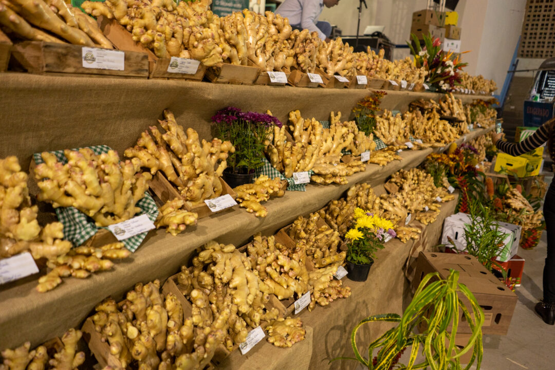 Feira gratuita com foco no gengibre celebra produção da agricultura familiar no Espírito Santo