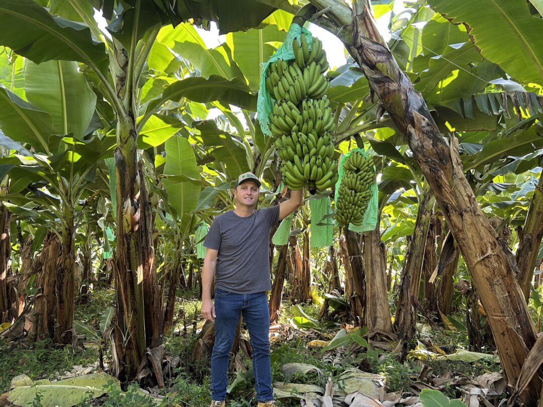 Tecnologia e manejo inteligente são caminhos para a bananicultura crescer verticalmente no Brasil