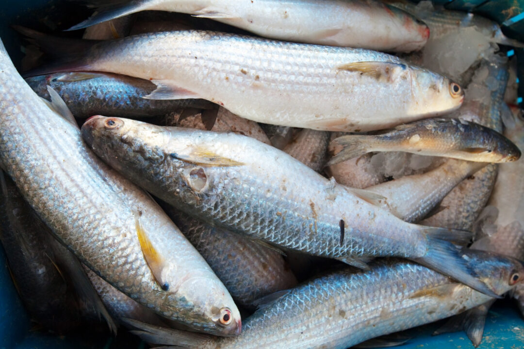 Brasil amplia exportações e conquista mercado de pescado na Austrália