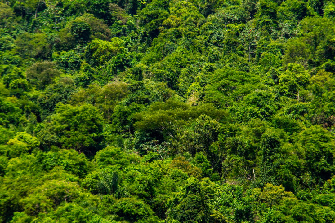 Produção de etanol de milho torna o Mato Grosso potencial para plantio de florestas