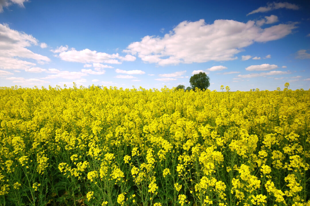 Cultivo de canola ganha força como cultura estratégica no inverno