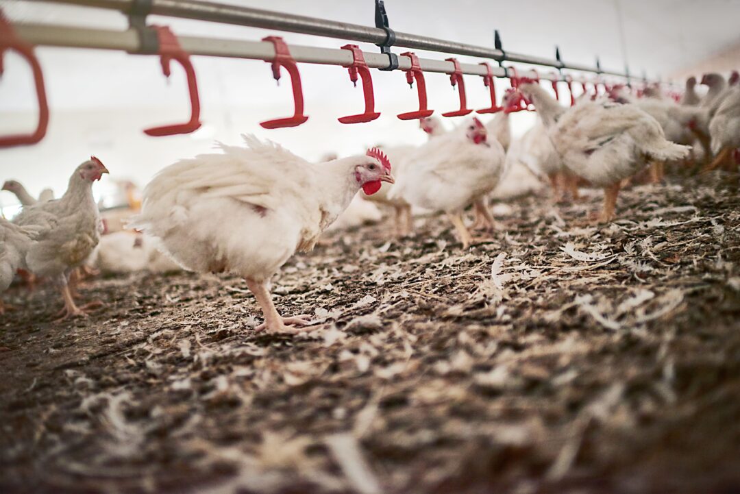 Brasil recupera status sanitário e países retiram restrições à carne de frango