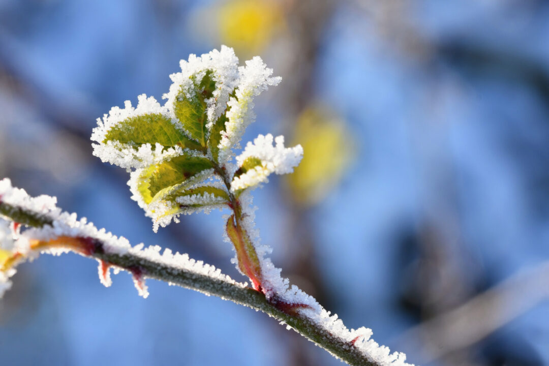 Onda de frio avança com geadas e temperaturas negativas em junho