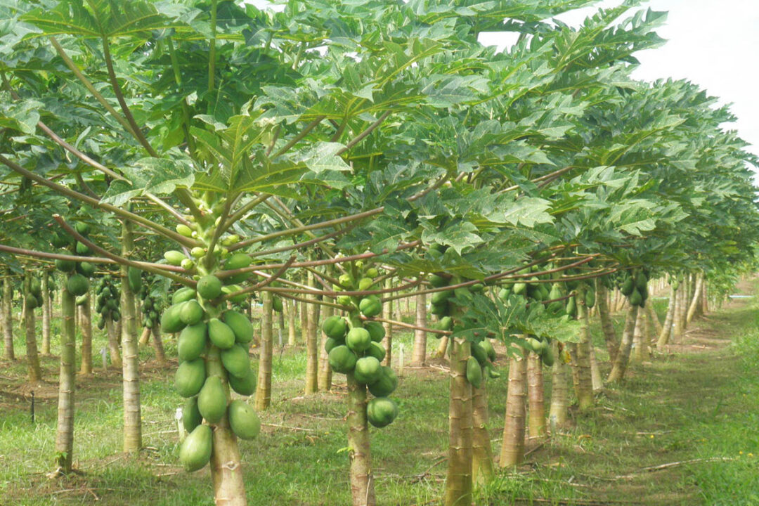 ES reconhece novas capitais agrícolas e cria leis para fortalecer agroturismo e produção rural