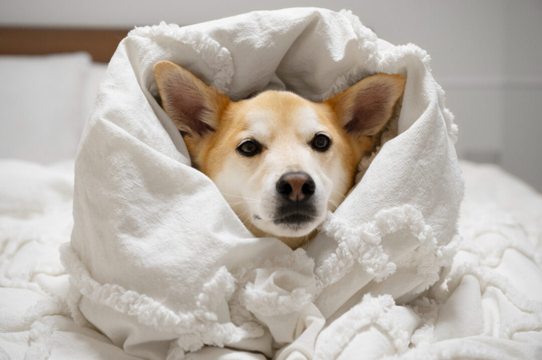 Cão e gato também tremem de frio e o inverno pode agravar doenças respiratórias e articulares em pets