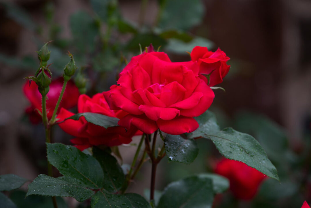 Rosas colombianas chegam ao Brasil para o Dia dos Namorados