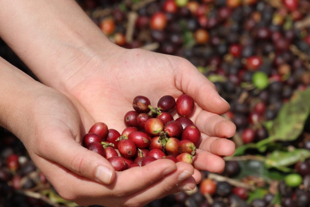 Café brasileiro resiste à ameaça de tarifas de 50% dos EUA
