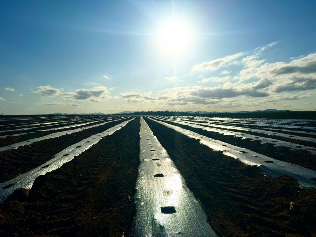 Irrigação por gotejamento tem juros menores para agricultura sustentável no Plano Safra