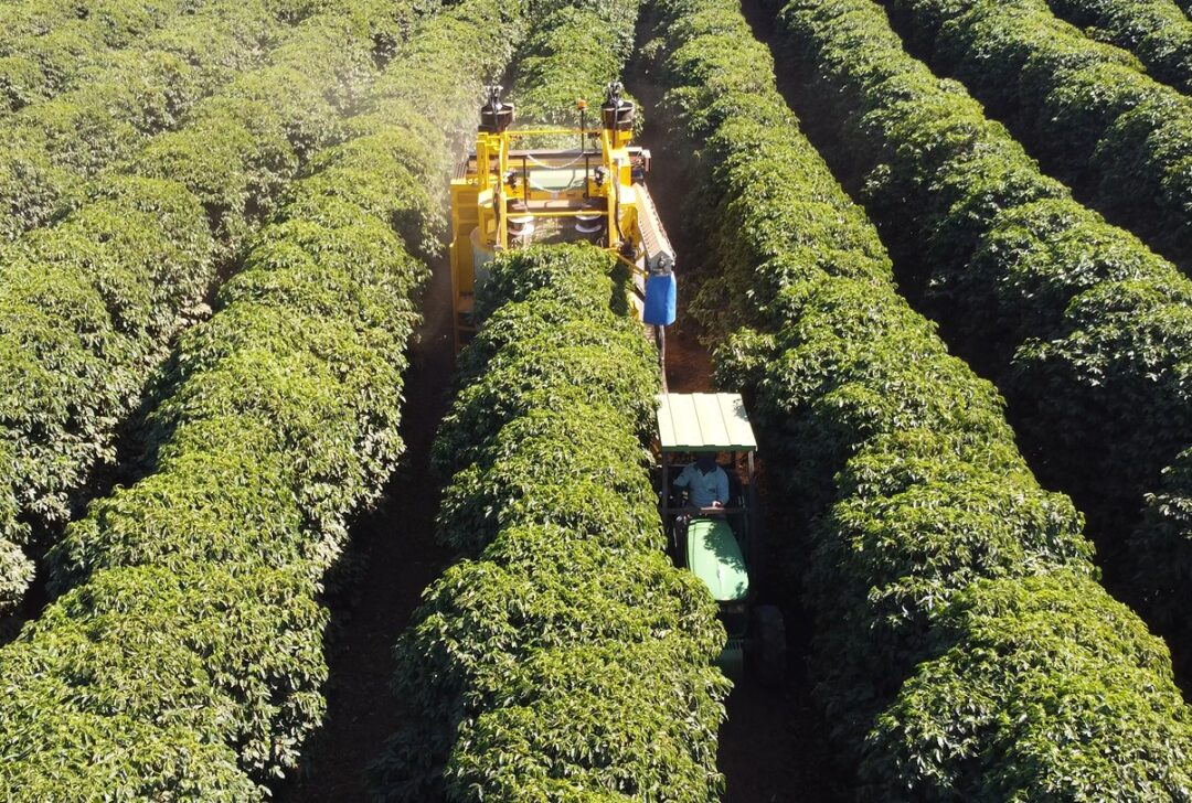 Falta de mão de obra acelera mecanização da colheita de café no Brasil