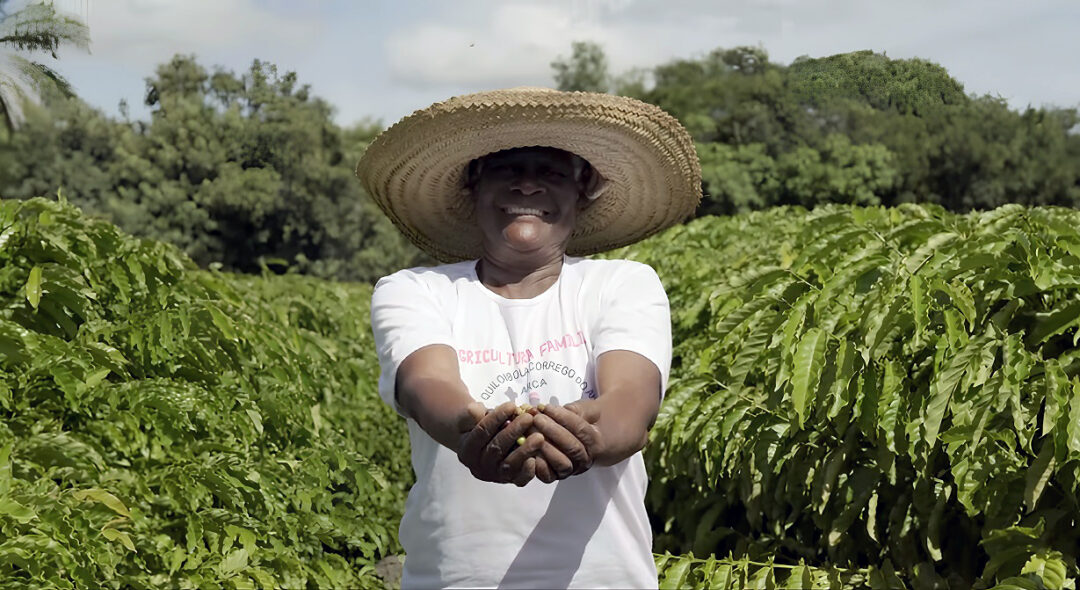 Projeto estimula o plantio de café conilon em comunidade quilombola do Norte capixaba