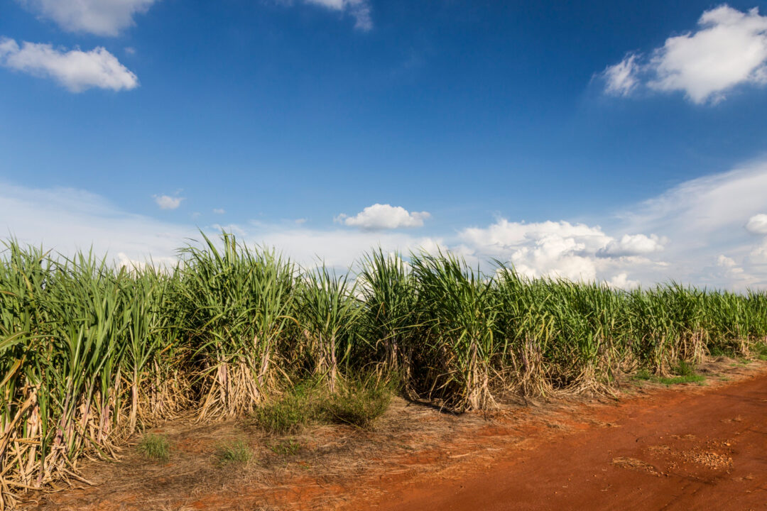 Brasil poderá exportar mudas de cana-de-açúcar para a Guatemala
