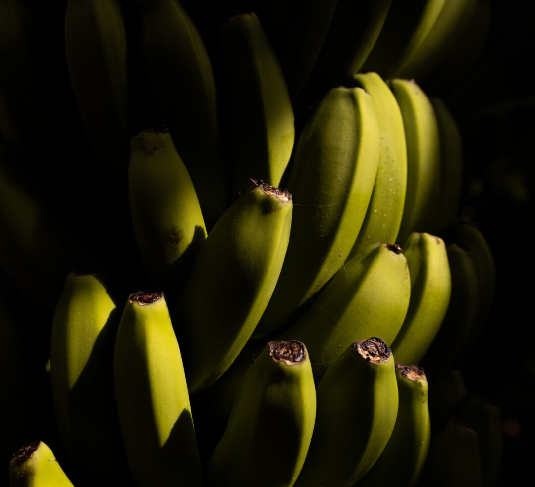 Festa da Banana em Cariacica 2025: programação completa em Cachoeirinha