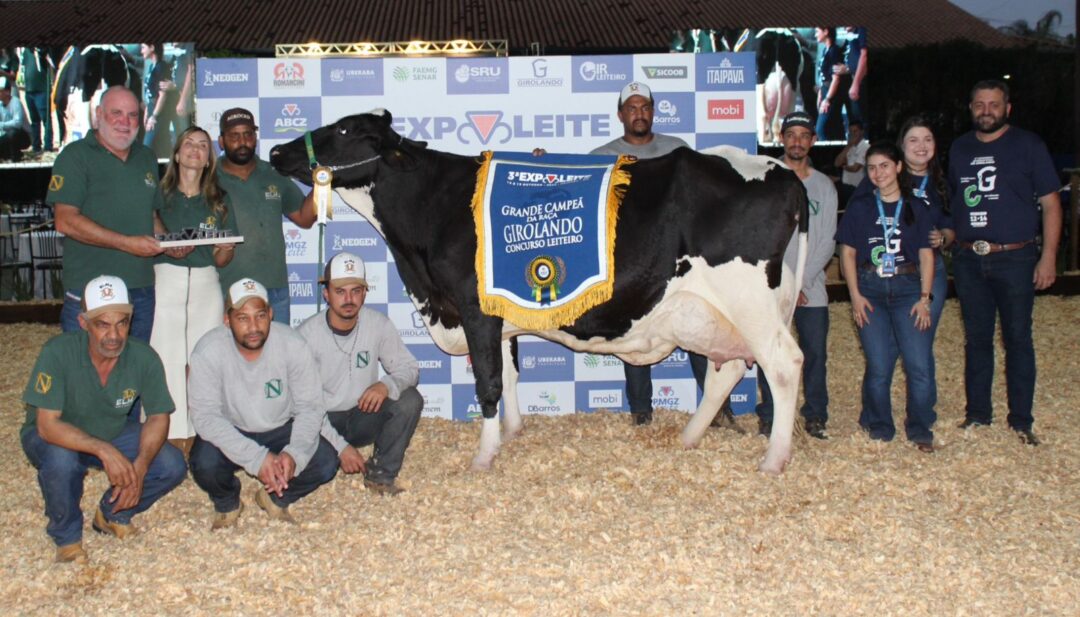 Nova recordista mundial da raça Girolando impressiona com produção de mais de 335 kg de leite