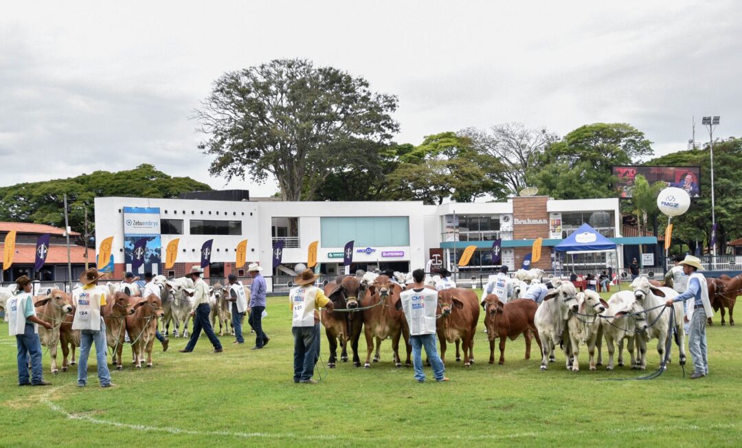 Gado brasileiro da raça Brahman deixa estrangeiros impressionados durante exposição