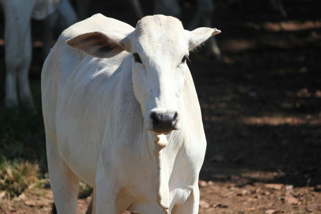 Cresce o investimento em genética bovina no Brasil