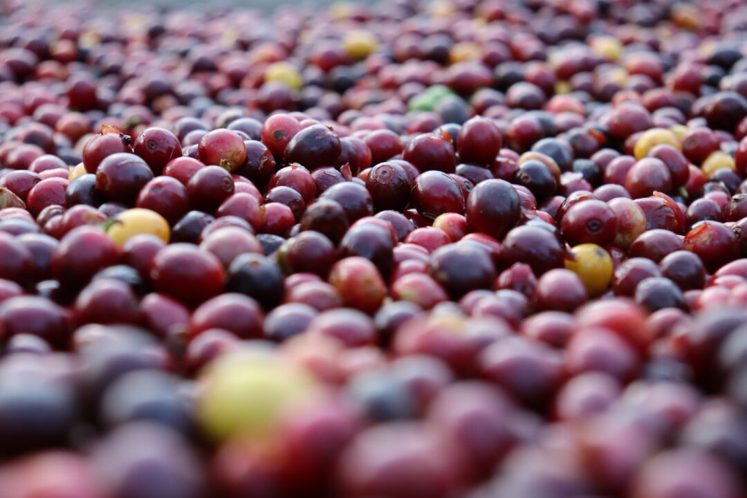 Retirada das tarifas de 40% sobre produtos brasileiros é comemorada por representantes do agro