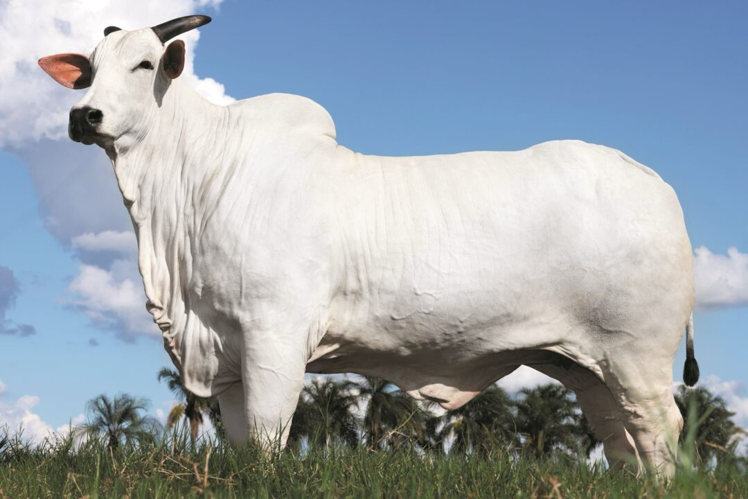 Vaca brasileira é vendida por R$ 54 milhões e bate recorde mundial