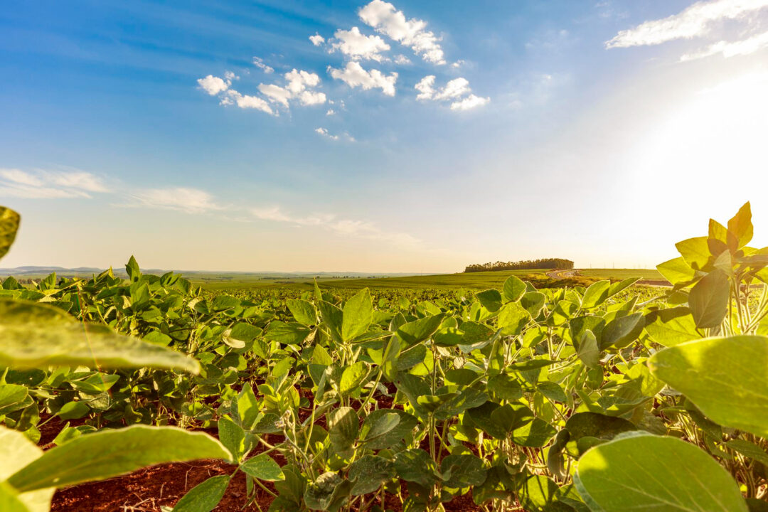 PI AgSciences avança no mercado global e impulsiona era dos biológicos na agricultura
