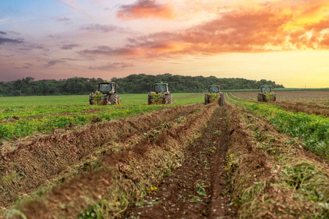 Produtividade do amendoim brasileiro é a 3ª melhor do mundo