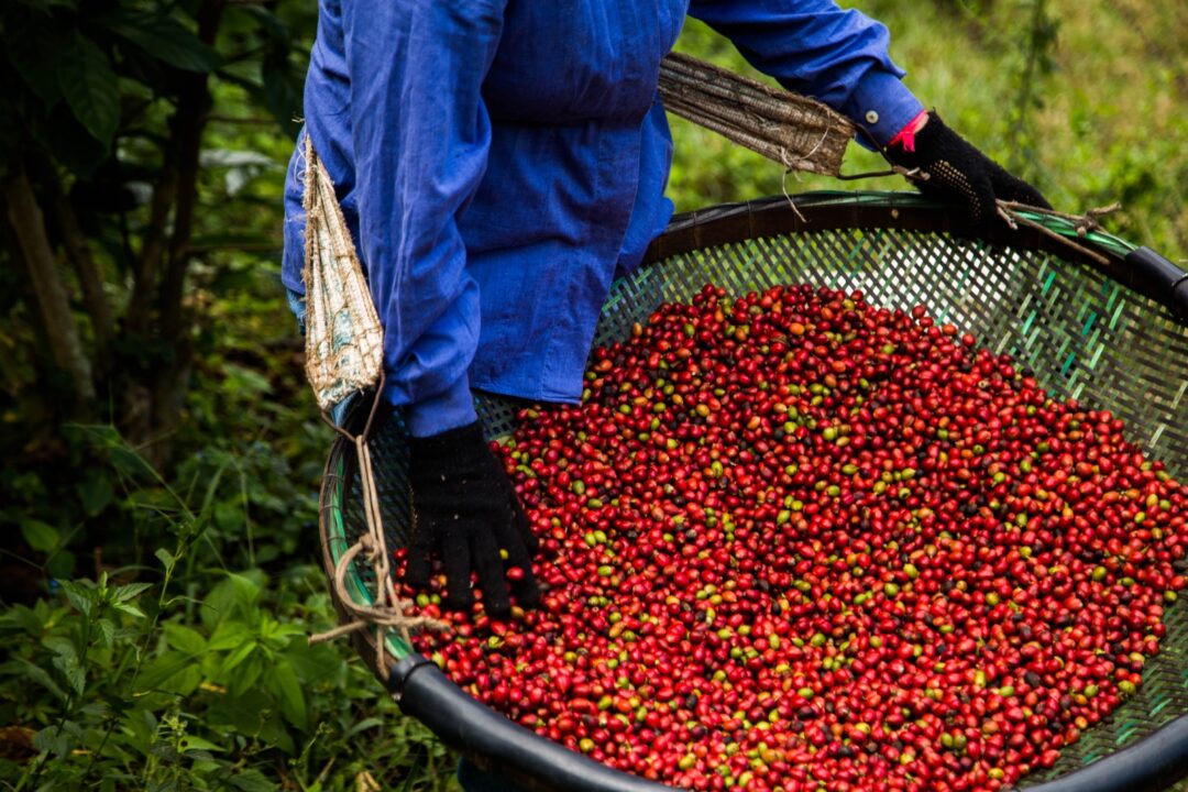 Governo do ES garante crédito tributário para cooperativas nas vendas interestaduais de café conilon
