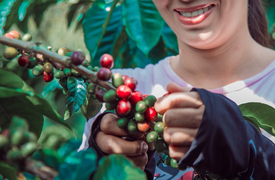 Prêmio Cafés Especiais do ES estreia categoria feminina com 133 amostras