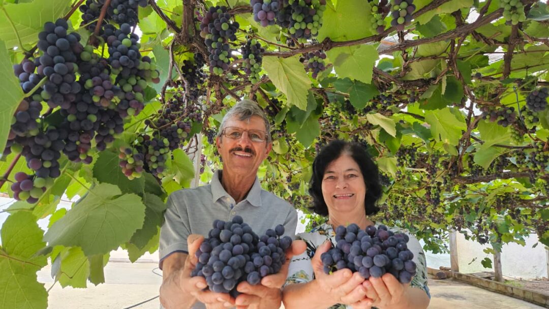 Dois pés de uva produzem mais de 500 quilos e sítio vira atração em Marechal Floriano