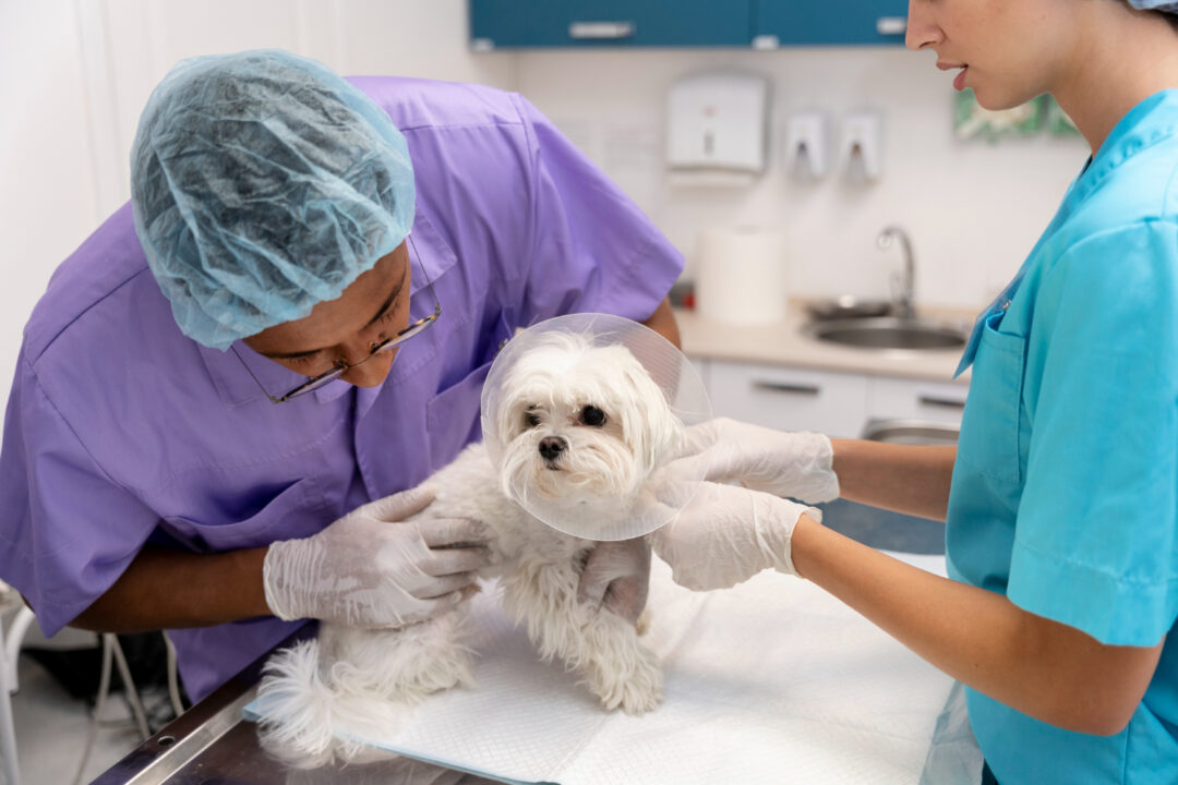 Carreira veterinária além da clínica é tema de evento online e gratuito