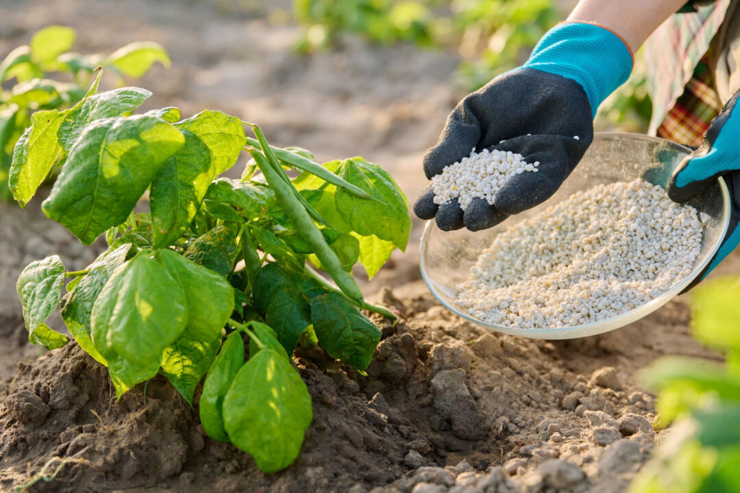 EUA importam 53% menos fertilizantes fosfatados em 2025