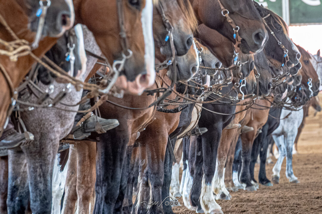 Cavalo Crioulo cresce no Brasil e registra alta de até 11,6% nos rebanhos em 2025