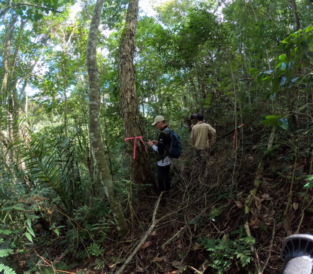 Venda Nova do Imigrante planta o futuro com sementes da Mata Atlântica