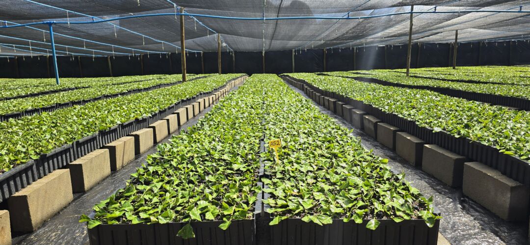 Tecnologia de irrigação transforma produção de mudas de café