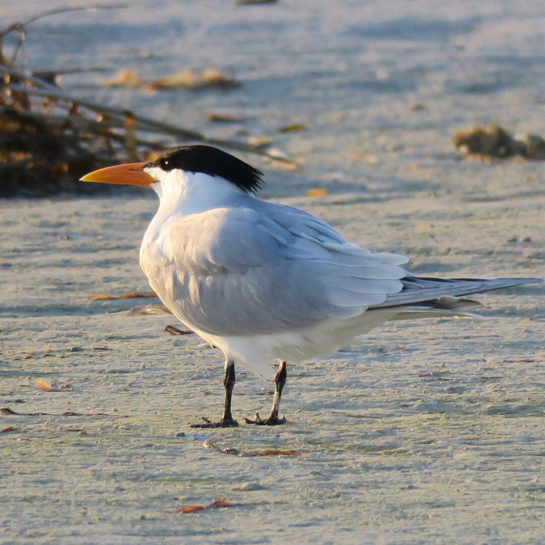 Ilhas de Vitória viram berçário natural de aves marinhas e acesso é proibido até outubro