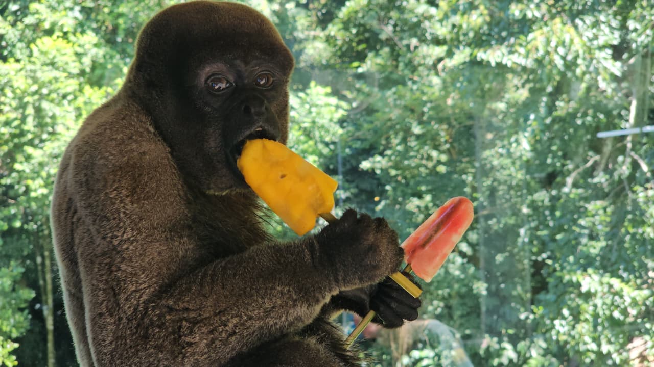 Animais de zoológico amenizam o calor com picolés especiais
