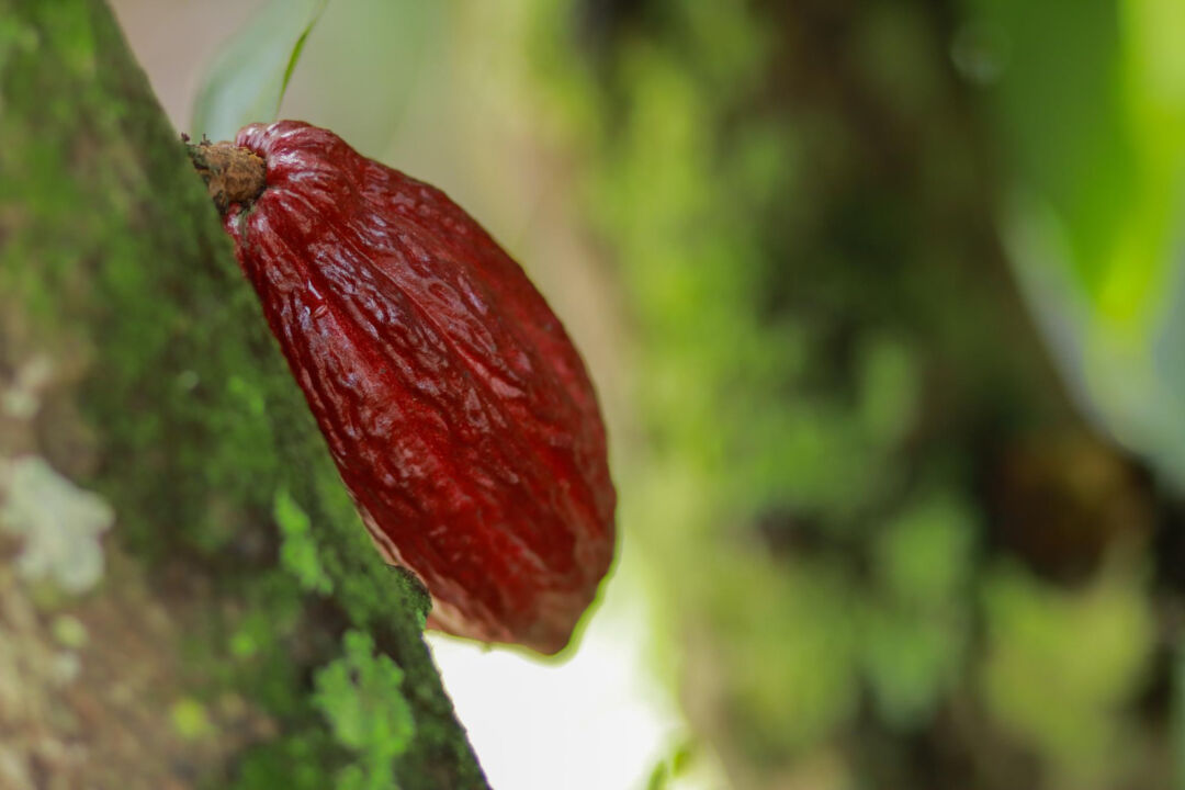 Produção de cacau no Espírito Santo atinge 12,9 mil toneladas em 2025