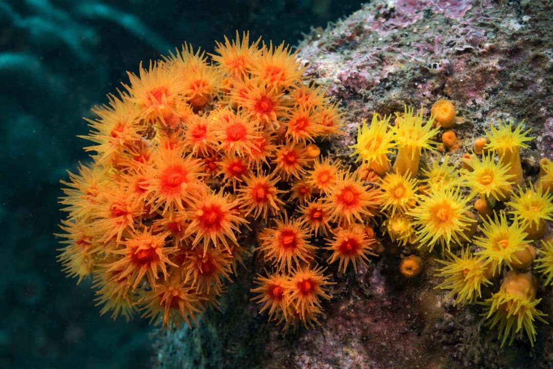 Espírito Santo intensifica ações contra coral-sol com capacitação inédita de mergulhadores