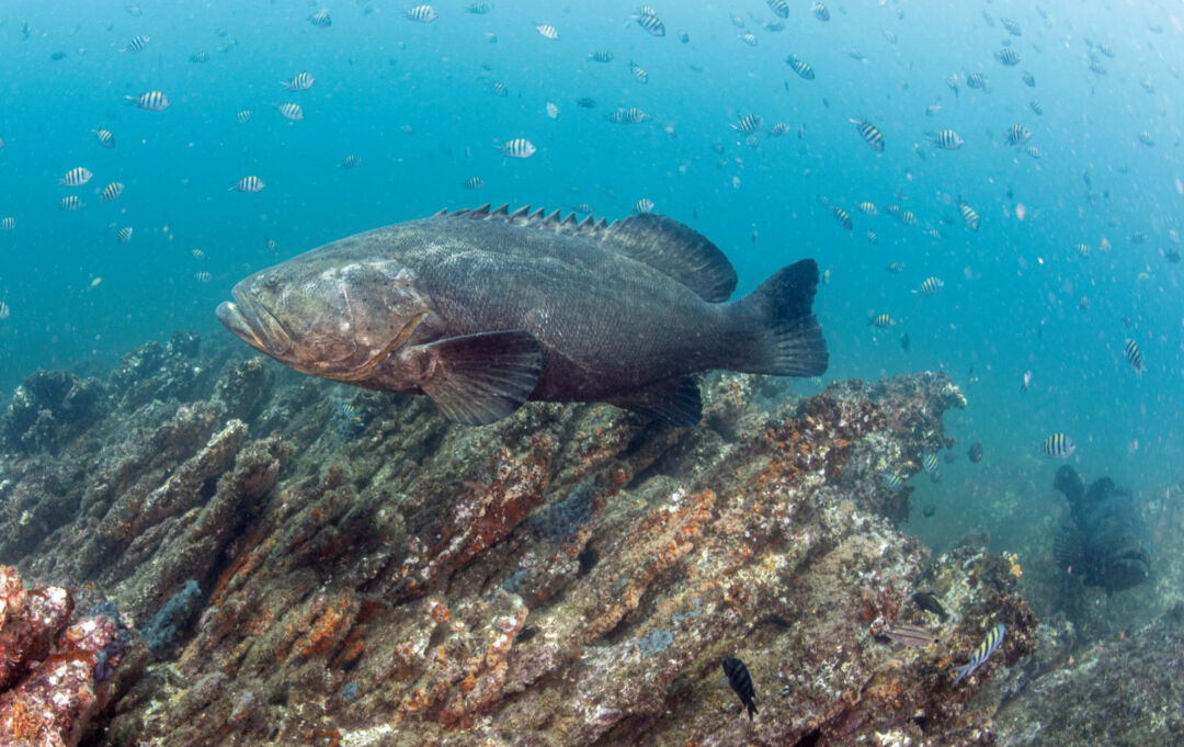 Cidade do norte capixaba transforma mero em símbolo e patrimônio ambiental