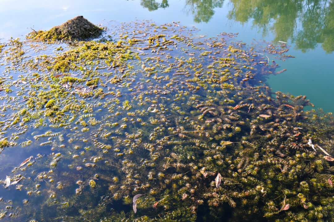 Alga marinha impulsiona produtividade e sustentabilidade na agricultura