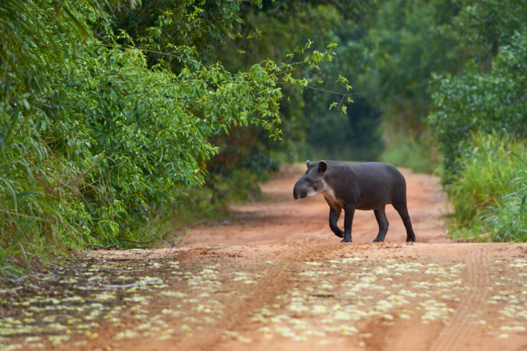 Lei inédita reconhece anta e queixada como patrimônios da biodiversidade no norte do Espírito Santo