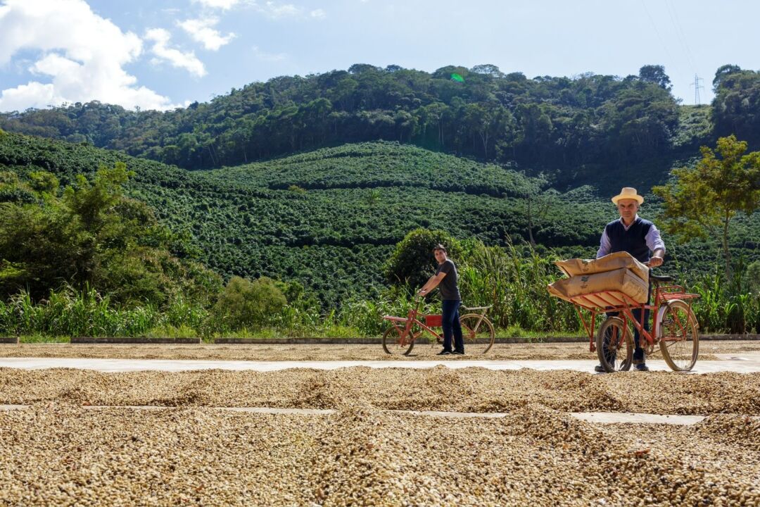Exposição “BRASIS Cafés de Origem” chega a Venda Nova com experiências sensoriais e debate sobre cafés de origem