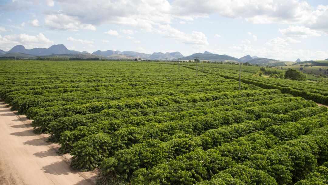 Colheita do café conilon começa no ES e exige atenção ao ponto ideal de maturação