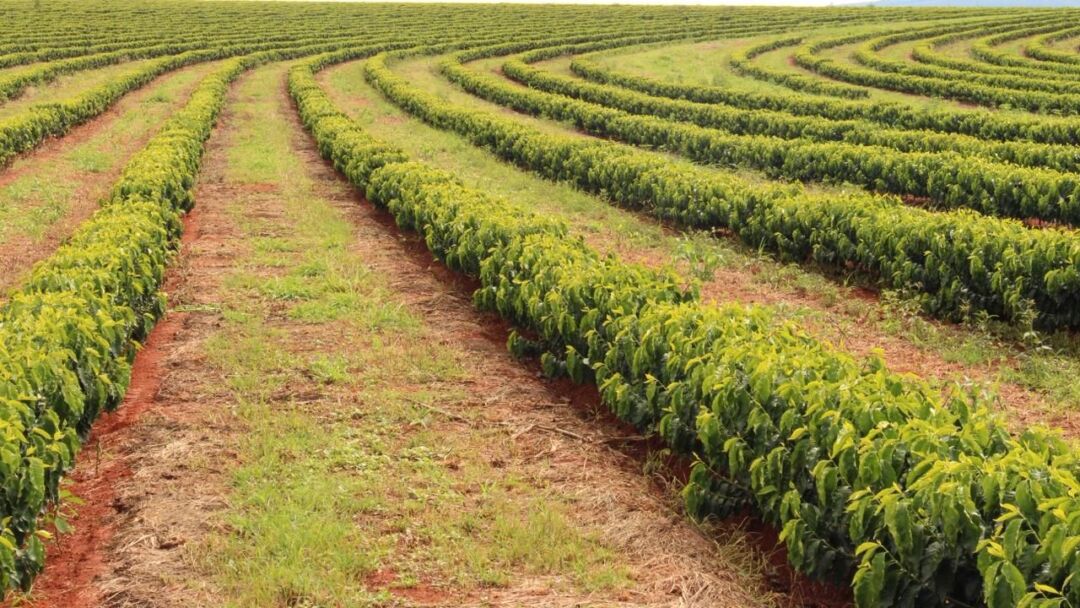 Tecnologia na irrigação reduz desperdício de água e muda lógica da produção no campo