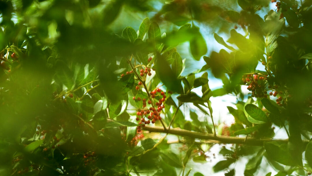Rubis que nascem em árvores: a fascinante história da pimenta-rosa capixaba
