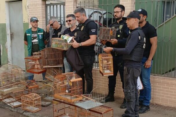 Fiscalização resgata 22 aves silvestres vendidas ilegalmente em feira no Espírito Santo