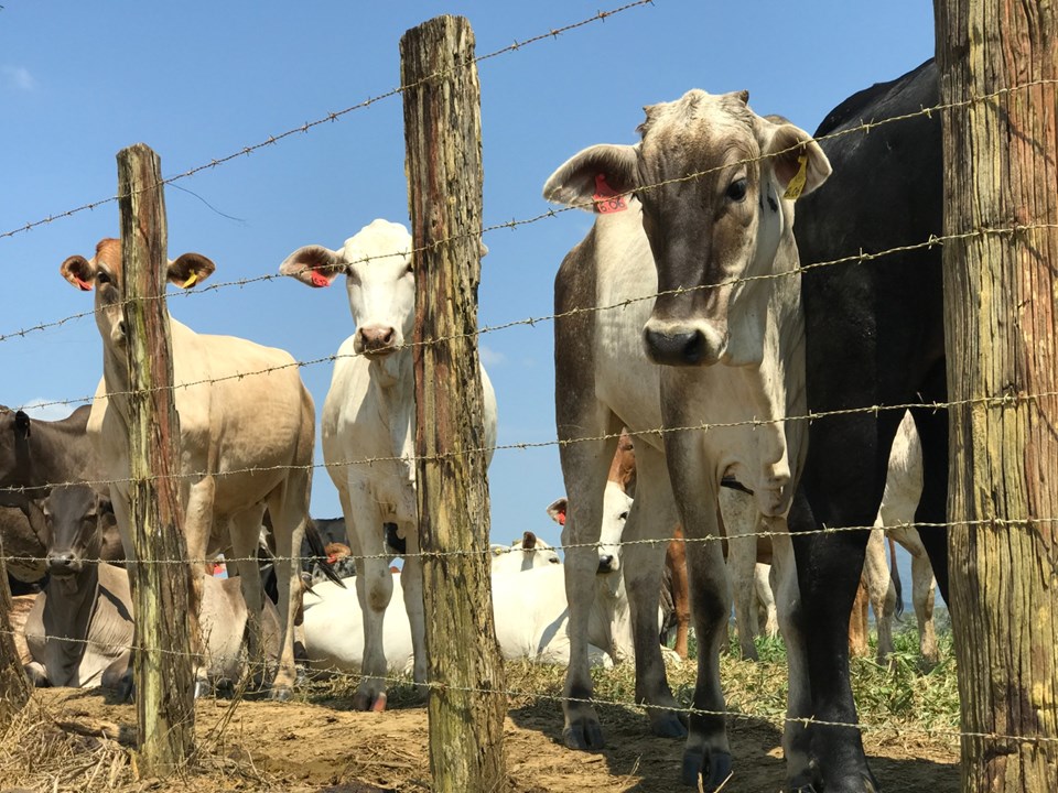 Mais da metade dos produtores capixabas ainda não atualizou cadastro de rebanho