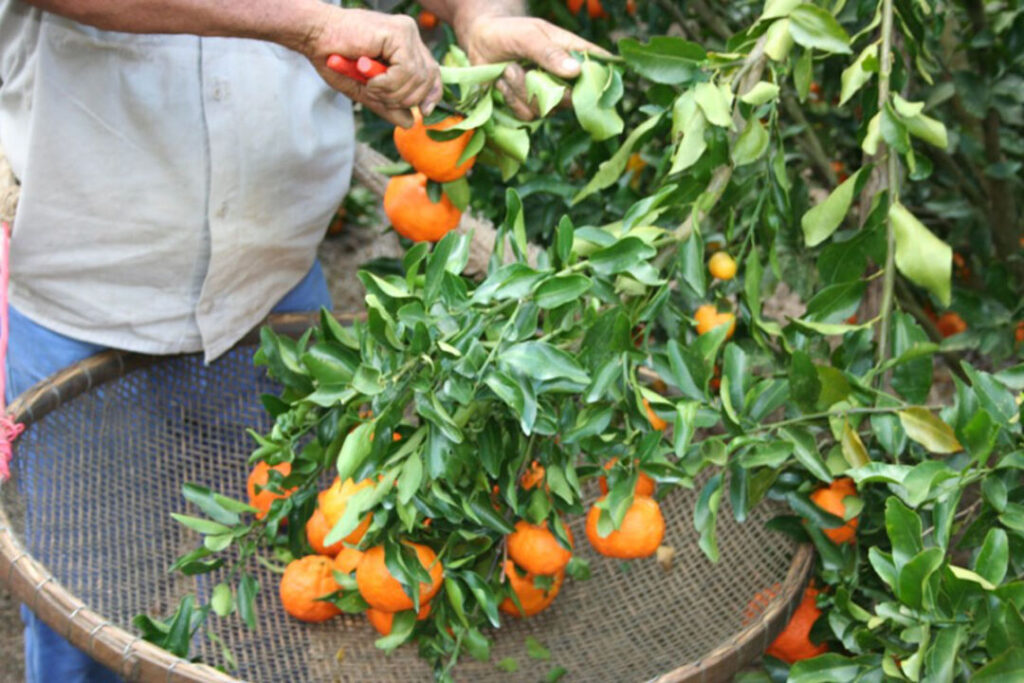 Itapemirim recebe Festival da Colheita com produtos da agricultura familiar e atrações culturais