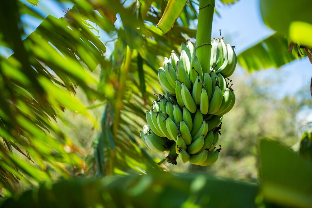 Com marketing o agrotropical será sucesso mundial