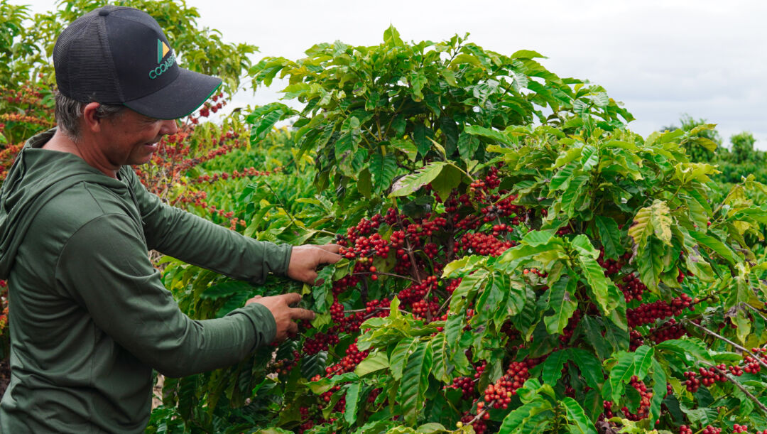 Concurso da Cooabriel eleva premiação e oferece bônus para cafés conilon de alta pontuação